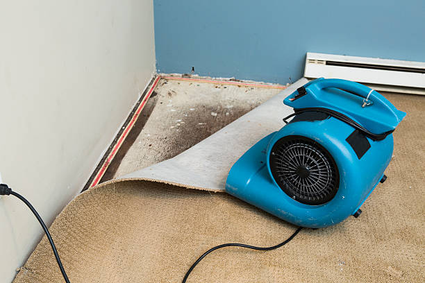 Best Carpet water damage restoration  in Walterboro, SC
